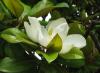 Аустромиртус (austromyrtus dulcis ) - последнее сообщение от Магнолия
