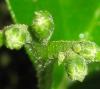 Микроцитрус австраласика – особенности растения, видео