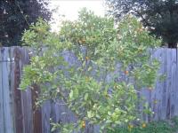 new_citrus_005_resized.jpg