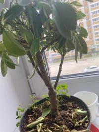 Изображение WhatsApp 2023-10-19 в 14.36.04_b23690c3.jpg