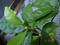 DSC04903.JPG
