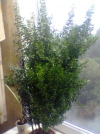 00005098.jpg