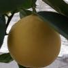 Определяем цитрусовые растения, НЕ СЕЯНЦЫ. (Сорта лимона определяем в отдельной теме!) - последнее сообщение от Елена712