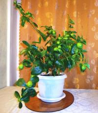 Кумкват Фукуши - профиль.jpg
